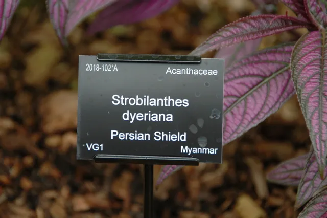 mount stuart trust produces labels