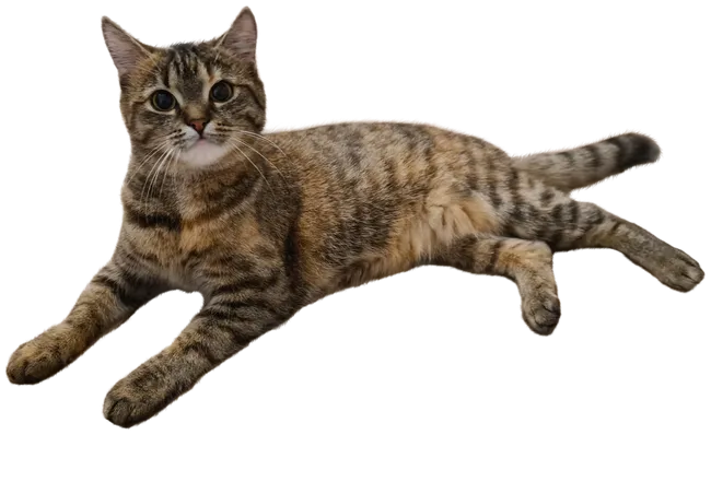 Brown tabby cat lying down with legs stretched out, isolated on white background