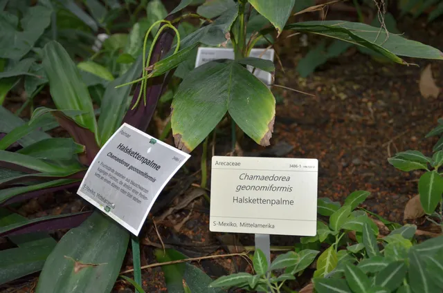 Chamaedorea geonomiformis Halskettenpalme plant with botanical label in tropical garden
